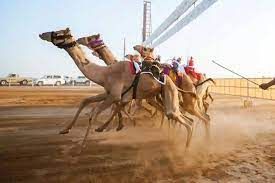 حائل تستضيف كأس الاتحاد السعودي للهجن للمرة الأولى