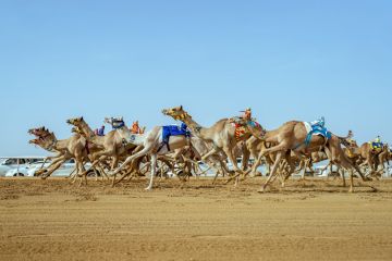 مهرجان ولي العهد للهجن يرفع نسبة إشغال وحدات الطائف السكنية 120  مهرجان ولي العهد للهجن يرفع نسبة إشغال وحدات الطائف السكنية 120