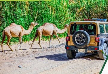 ضبط مواطنا مخالفا لنظام البيئة لارتكابه مخالفة رعي في محمية الإمام تركي بن عبدالله ضبط مواطنا مخالفا لنظام البيئة لارتكابه مخالفة رعي في محمية الإمام تركي بن عبدالله