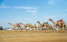 بمهرجان ولي العهد على أرض ميدان الطائف التاريخي.. الهجن السعودية تخطف 15 شوطا في الجذاع - sa