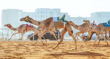 بجوائز 5.5 مليون ريال.. اليوم.. تتويج أبطال كؤوس مهرجان خادم الحرمين الشريفين لفئة«الجذاع»