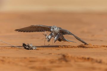 صقار سوري يتواجد للمرة الثالثة في مهرجان الملك عبدالعزيز للصقور 2025