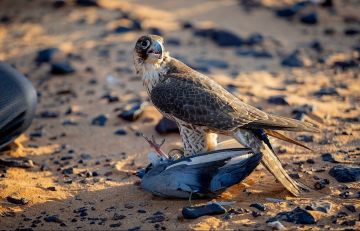 120 طيرا حرا تتنافس في مسابقة الهدد بمهرجان شرورة الشتوي الثامن