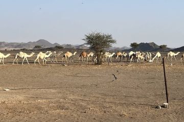 رحلة وجدانية في أحضان الصحراء السعودية