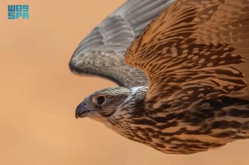 صقر يشترى بـ30 ألف ريال ويحصد 120 ألفا في مهرجان الملك عبدالعزيز للصقور