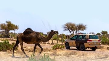 ضبط مواطنا مخالفا لنظام البيئة لارتكابه مخالفة رعي في محمية الملك عبدالعزيز الملكية