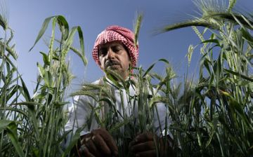 5.6 مليار ريال إنتاج ريف السعودية 