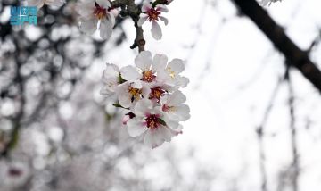 أزهار اللوز... جمال استثنائي في عسير