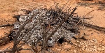 ضبط مواطن مخالف لنظام البيئة في الرياض لعدم التزامه بإرشادات المحافظة على الغطاء النباتي ضبط مواطن مخالف لنظام البيئة في الرياض لعدم التزامه بإرشادات المحافظة على الغطاء النباتي