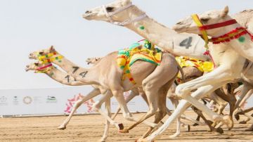 بالتعاون مع إحسان.. فتح باب التقديم لسفر إفطار الصائمين بالحرمين الشريفين