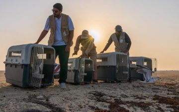 63 طائرا تعود لمواطنها الطبيعية في سواحل جدة لتعزيز التوازن البيئي