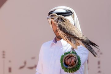185 صقرا للمحترفين يتنافسون في سابع أيام مهرجان الملك عبدالعزيز للصقور