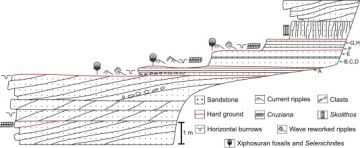 63 طائرا تعود لمواطنها الطبيعية في سواحل جدة لتعزيز التوازن البيئي 63 طائرا تعود لمواطنها الطبيعية في سواحل جدة لتعزيز التوازن البيئي
