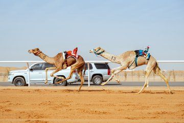 ملاك الهجن السعودية يحصدون 65 من جوائز افتتاحية مهرجان خادم الحرمين الشريفين
