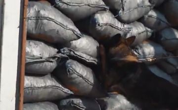 زاتكا تحبط تهريب 4.7 مليون حبة كبتاجون مخبأة في إرسالية فحم