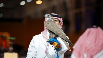 بيع صقران منغوليان بقرابة نصف مليون ريال في مزاد الصقور والصيد بيع صقران منغوليان بقرابة نصف مليون ريال في مزاد الصقور والصيد