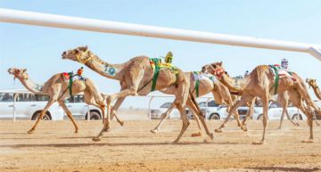 برعاية أمير مكة المكرمة.. انطلاق كأس الاتحاد السعودي للهجن برعاية أمير مكة المكرمة.. انطلاق كأس الاتحاد السعودي للهجن