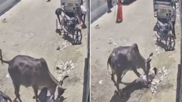 مصرع شاب في الهند إثر هجوم عنيف من ثور وخطأ مأساوي أثناء محاولة إنقاذه.. فيديو مصرع شاب في الهند إثر هجوم عنيف من ثور وخطأ مأساوي أثناء محاولة إنقاذه.. فيديو