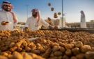 السعودية الأولى عالميا في تصدير التمور للعام الرابع على التوالي