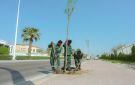 أمانة الشرقية تواصل التشجير وزيادة الغطاء النباتي في عدد من الطرق الرئيسية والشوارع