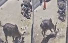 مصرع شاب في الهند إثر هجوم عنيف من ثور وخطأ مأساوي أثناء محاولة إنقاذه.. فيديو - sa