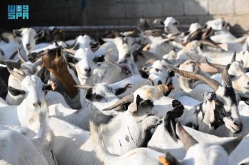 أسواق الماشية في جازان تشهد وفرة في المعروض وإقبالا متزايدا