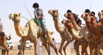 ميدان الجنادرية يحتضن نهائي دوري هجان