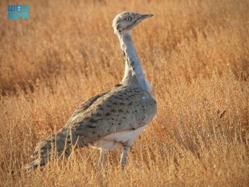 تنوع حيوي في محمية الملك سلمان الملكية