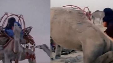 مقطع نادر يوثق بناء الهودج على ظهر الجمل عند بدو العرب قبل 61 عاما .. فيديو