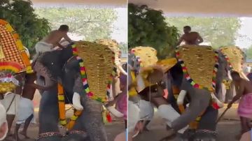 فيل يهاجم رجل خلال مهرجان في الهند .. فيديو