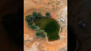  شبح الصحراء المراوغ..محمية سعودية تتعقب قط الرمال