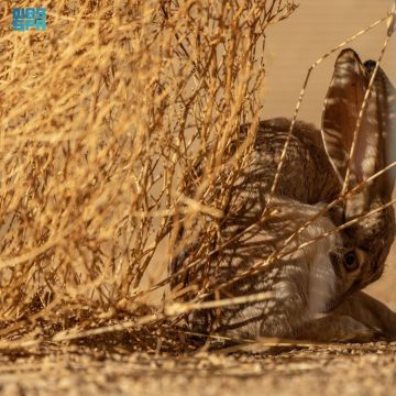 محمية الأمير محمد بن سلمان الملكية تعيد توطين الأرنب العربي محمية الأمير محمد بن سلمان الملكية تعيد توطين الأرنب العربي