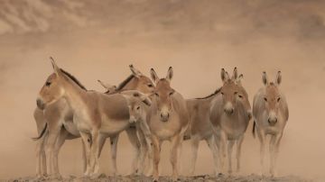 بحيرة في السعودية تربك الناظرين إليها بسبب بياضها الاستثنائي