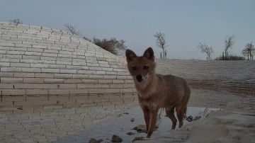 محمية الملك عبدالعزيز الملكية تسجل أول رصد موثق لـابن آوى الذهبي في الرياض محمية الملك عبدالعزيز الملكية تسجل أول رصد موثق لـابن آوى الذهبي في الرياض