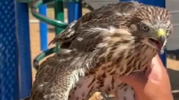 سجن شاب 45 يوما بعد إرغامه صقرا على فعل صادم!