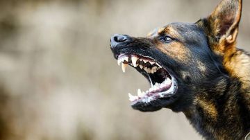 انفجار هاتف ينقذ ميكانيكي برازيلي من هجوم كلاب شرسة انفجار هاتف ينقذ ميكانيكي برازيلي من هجوم كلاب شرسة