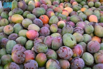 مانجو جازان.. إنتاج متنام