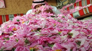 قطاع الورد في المملكة يحقق قفزات نوعية في كميات الإنتاج قطاع الورد في المملكة يحقق قفزات نوعية في كميات الإنتاج