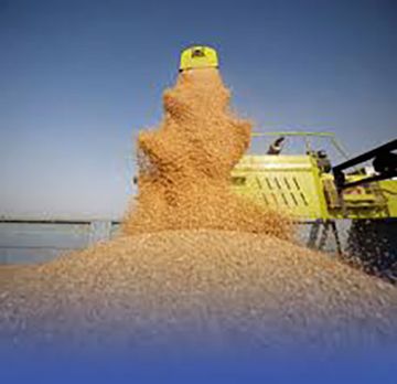 مناقصة لاستيراد القمح