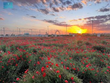 متنزه ربيع الصداوي.. وجهة طبيعية تعكس جمال الربيع بـحفر الباطن