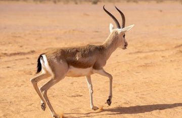 تفعيل مفهوم الاقتصاد الدائري وتشجيع تقليل النفايات.. محمية الإمام تركي تعزز ترسيخ ممارسات الاستدامة