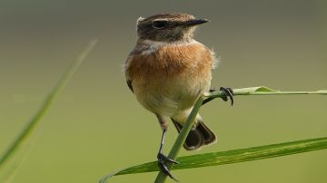 رصد طائر القليعي السيبيري في الحدود الشمالية