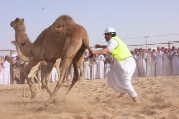 وادي الدواسر تحتضن مسابقة طرح الحاشي بمشاركة واسعة