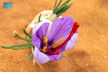 اعتماد عالمي تحققه استدامة لتوطين الزعفران السعودي وفق المواصفات العالمية اعتماد عالمي تحققه استدامة لتوطين الزعفران السعودي وفق المواصفات العالمية