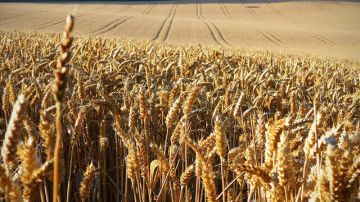 حرب إيران تهوي بالقمح الأوروبي لأدنى مستوى في أسبوعين