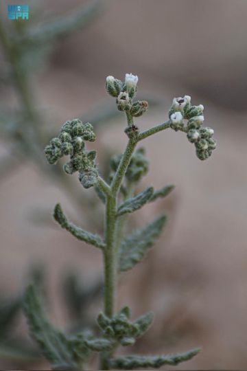 الرمرام ذنب العقرب ... نبات بري يزدهر في الحدود الشمالية الرمرام ذنب العقرب ... نبات بري يزدهر في الحدود الشمالية