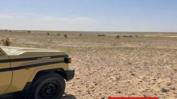 ضبط مواطن مخالف بحوزته حطبا محليا في محمية الأمير محمد بن سلمان الملكية