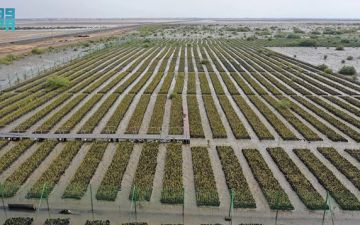 زراعة 159 مليون شجرة ضمن مبادرة السعودية الخضراء.. السعودية تؤهل مليون هكتار من الأراضي المتدهورة