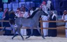انطلاق مهرجان الشرقية الدولي لجمال الخيل العربية الأصيلة بالأحساء - sa