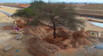 مشروع تطوير الدائري الجنوبي بالرياض يحتضن إرثا بيئيا معمرا يتجاوز المائة عام